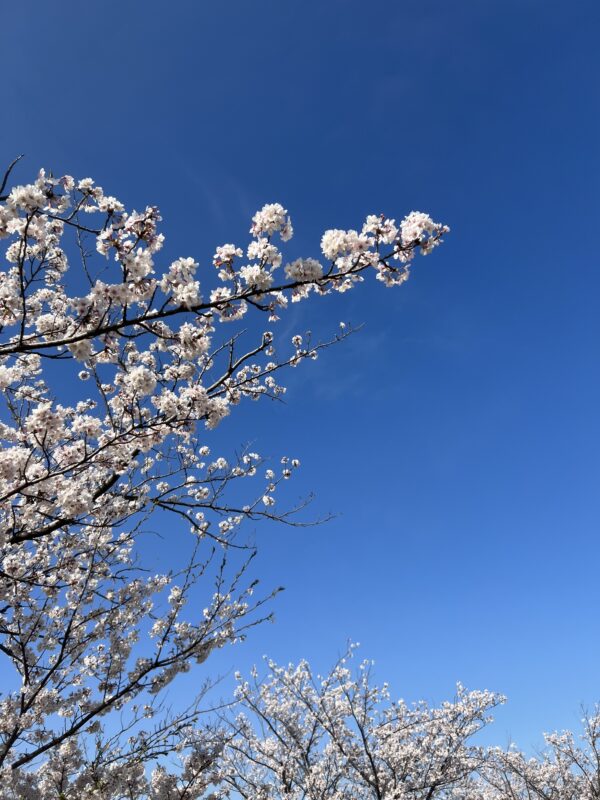 桜の季節