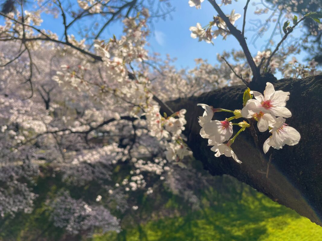 金シャチ×桜＝すごい人でした