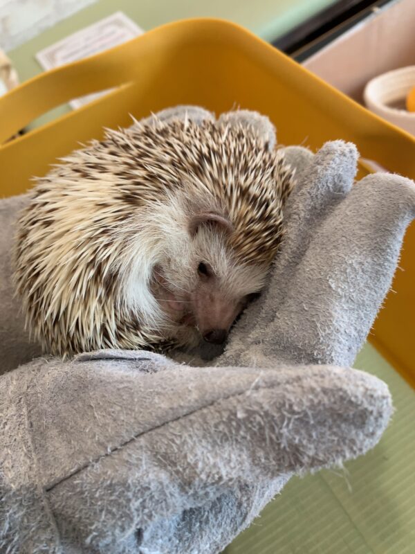 トゲトゲした小動物