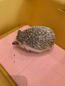 ハリネズミ