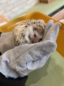 手に乗っているハリネズミ