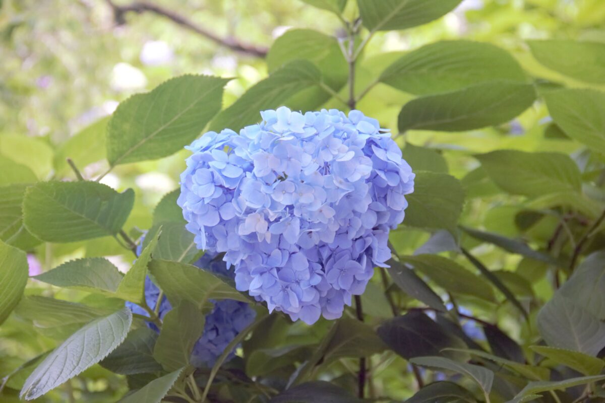 紫陽花の写真を撮りに行きました！