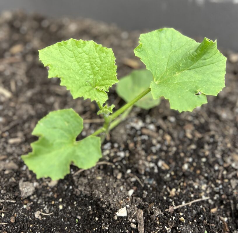 メロンとスイカの苗🌱