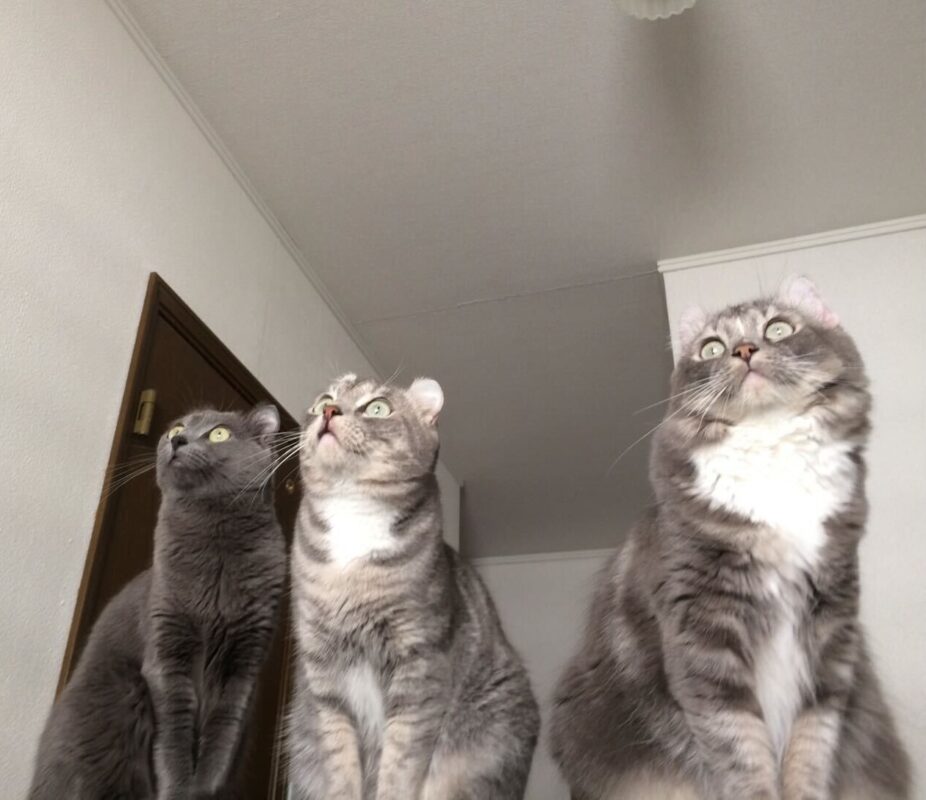 我が家のにゃんずたち