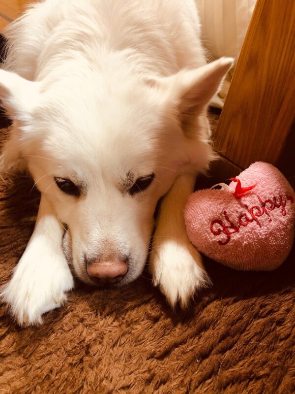 サモエド風あいち犬　こまめさん