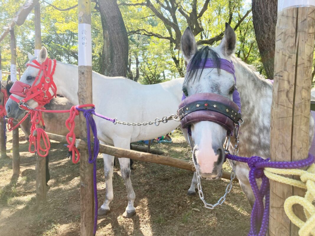 おまんと祭りに行きました！