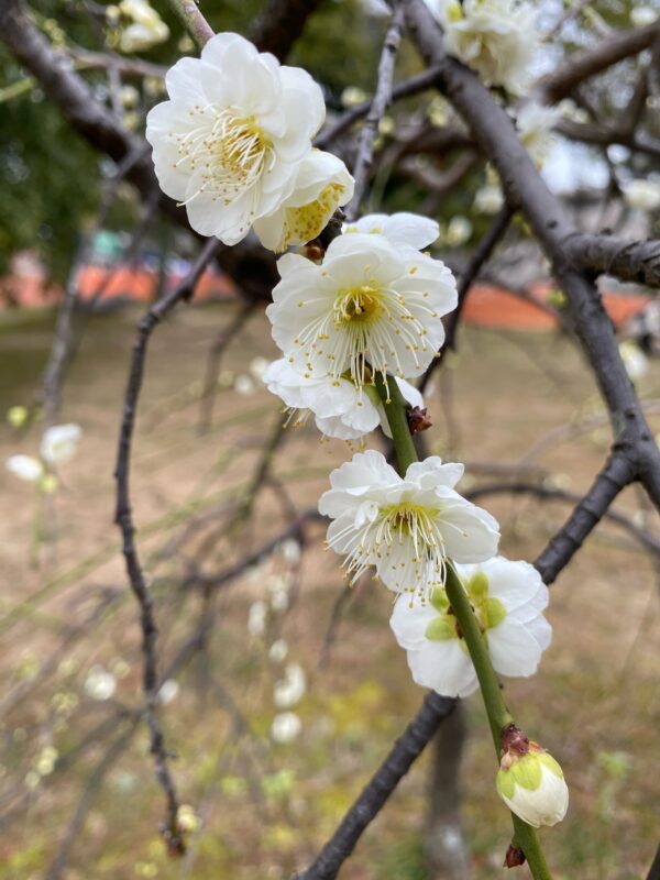 今年も梅を見て来ました