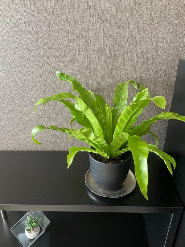 あたらしく観葉植物を買いました！