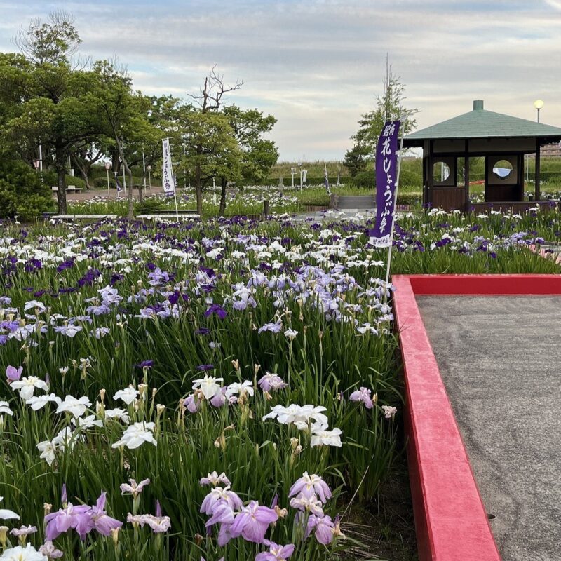 碧南市の花『ハナショウブ』