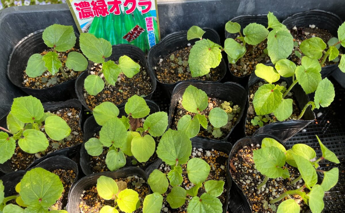 家庭菜園