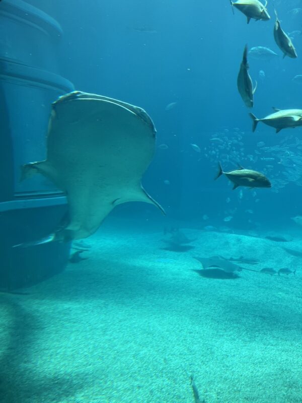 初めての海遊館🐠