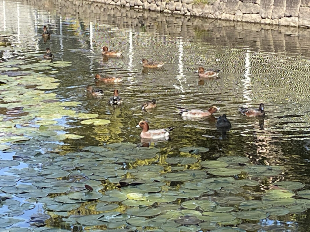 鳥