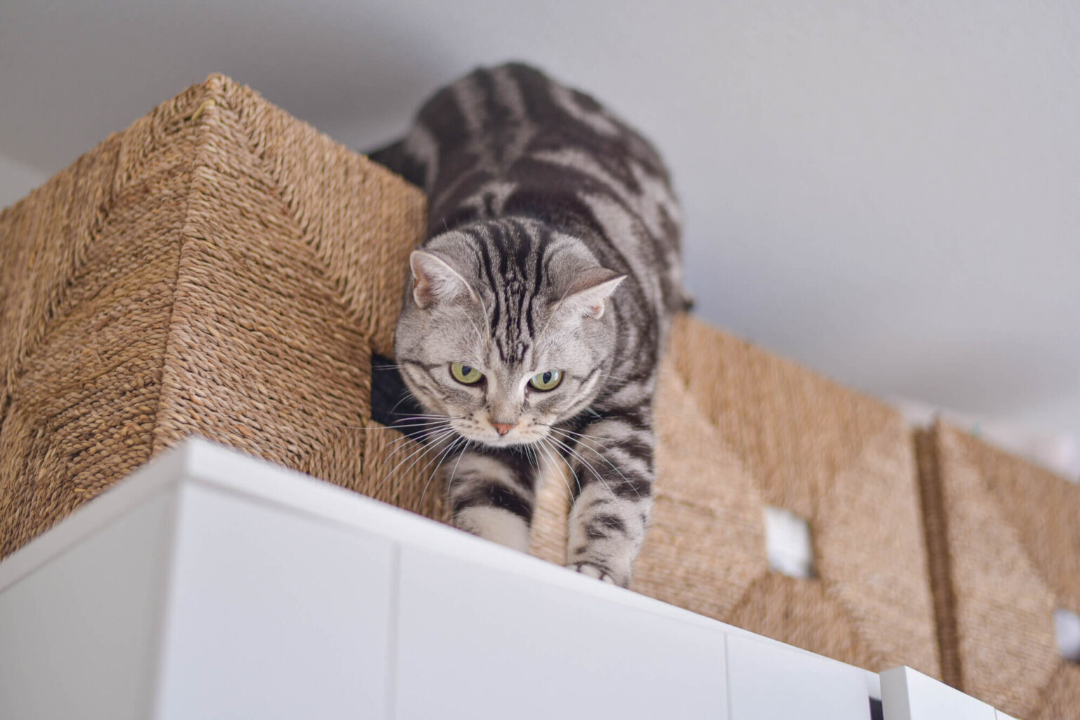 猫がよろこぶ家とは?猫ファーストで暮らす家づくりのポイントやアイデアも|お役立ちブログ|西三河・高浜市の注文住宅・建売住宅・土地探しならハウスジャパン