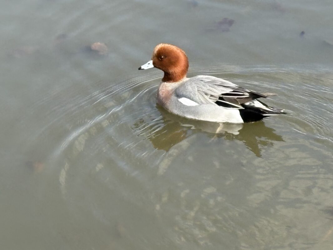 とっておきの鳥