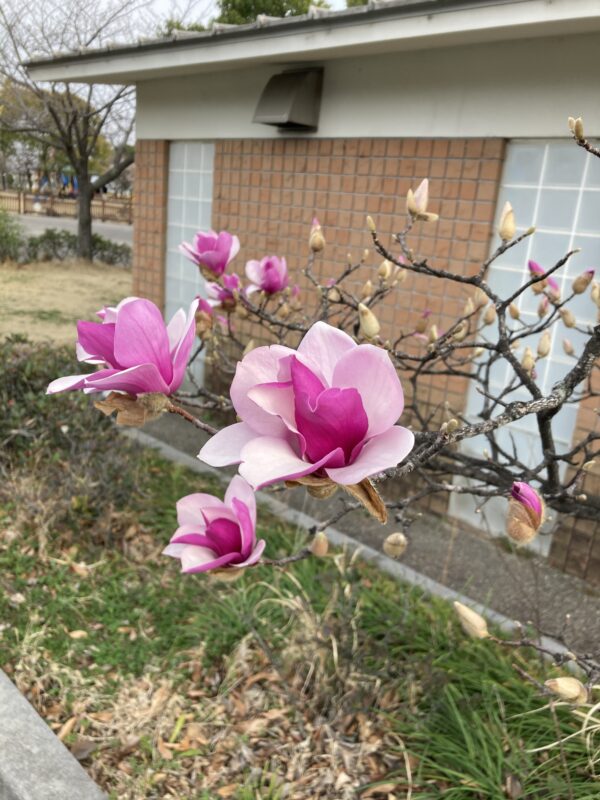 木草弥生月
