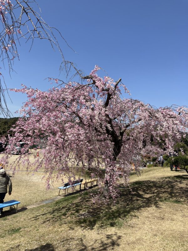 〔日本の春は、やはり桜！〕