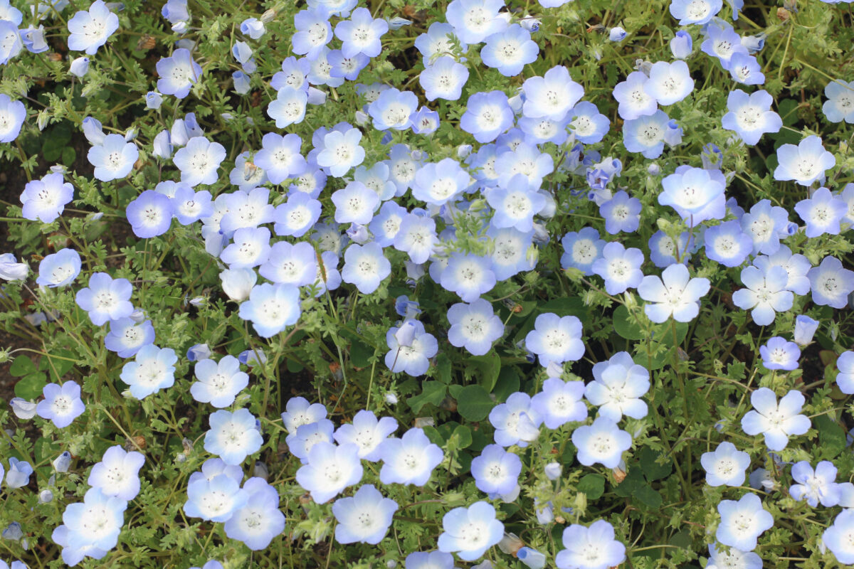 ネモフィラを見に行きました🌼