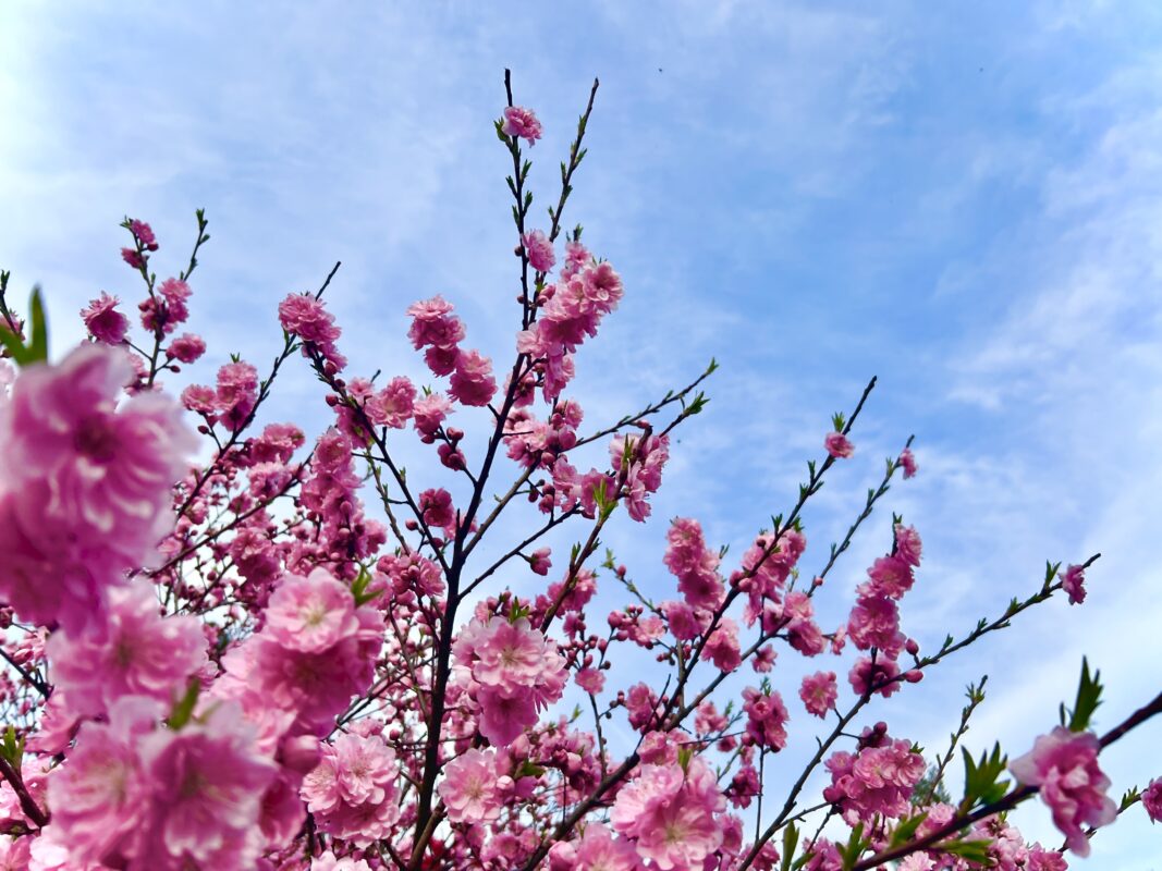 駐車場でお花見