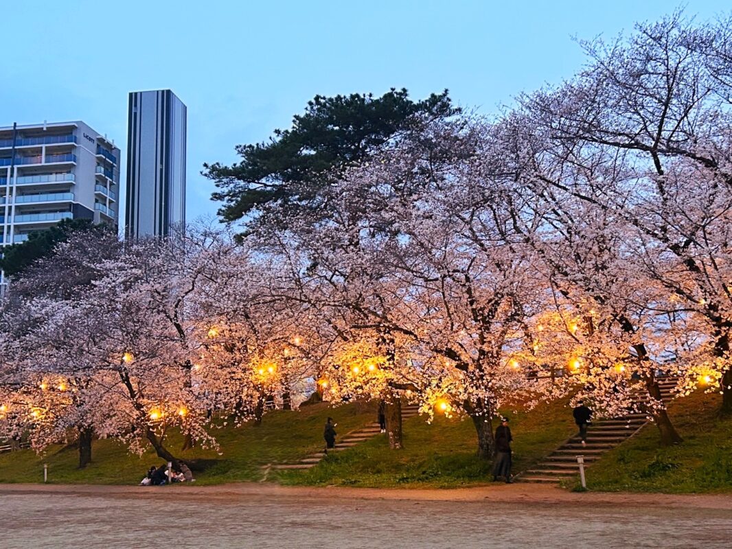 岡崎桜祭り
