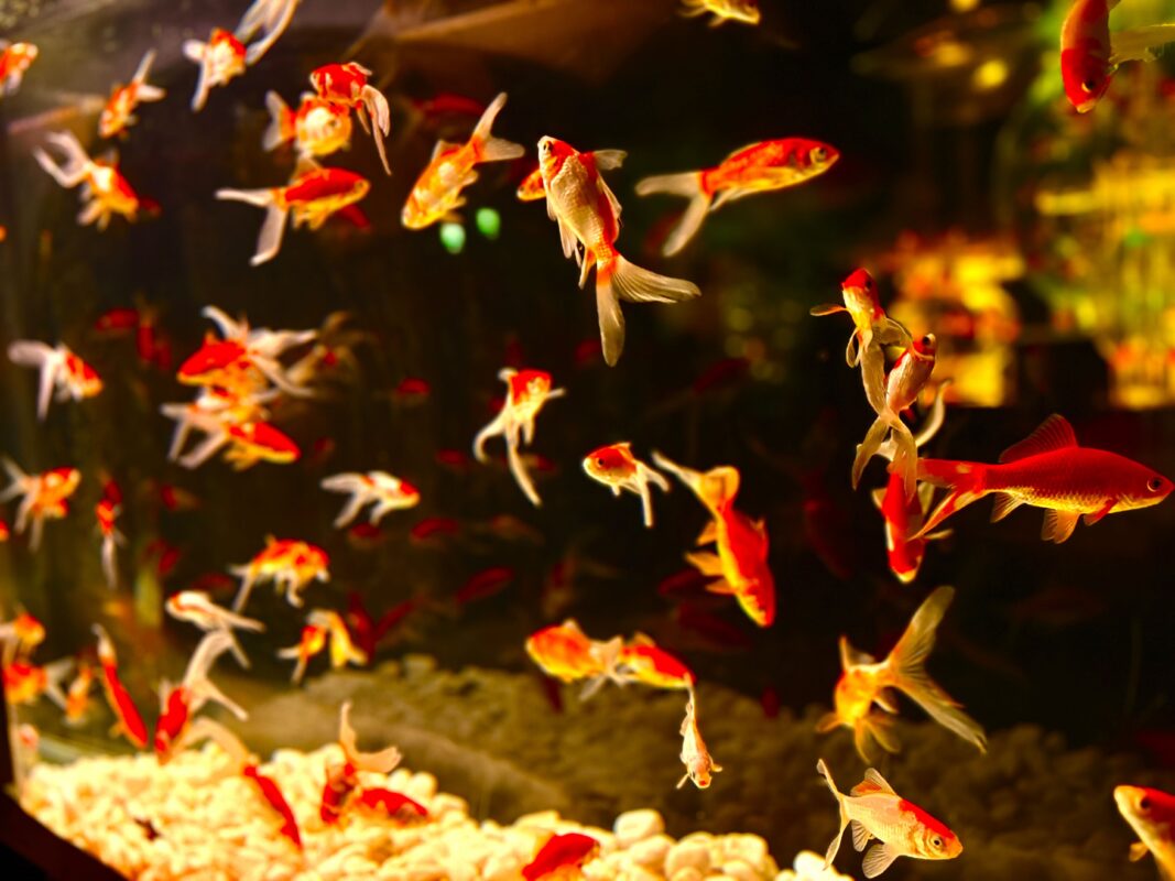 ギョギョッ❗❓溢れる金魚。煌めく金魚。