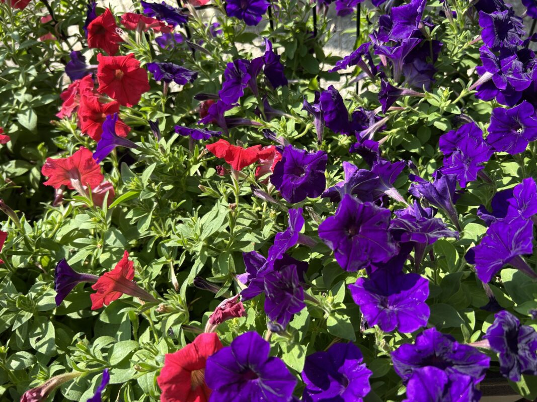花の色