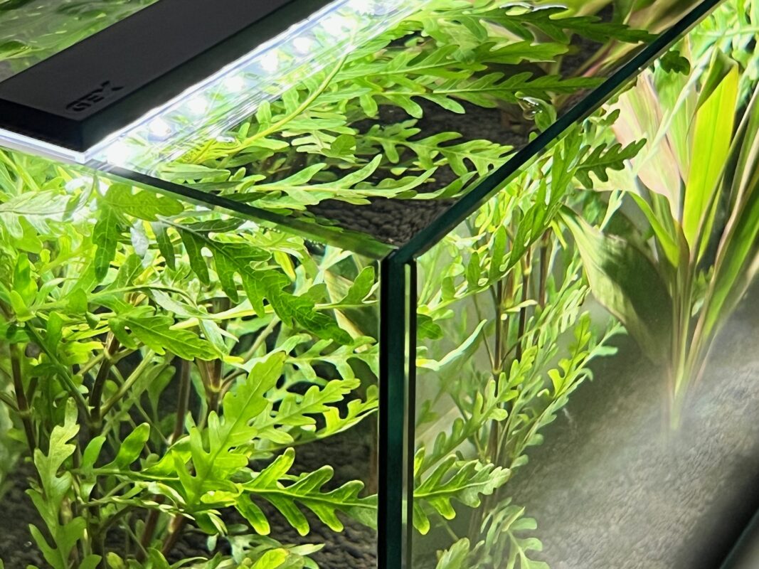 アマゾンを育てる？？〜My aquarium is Amazon～