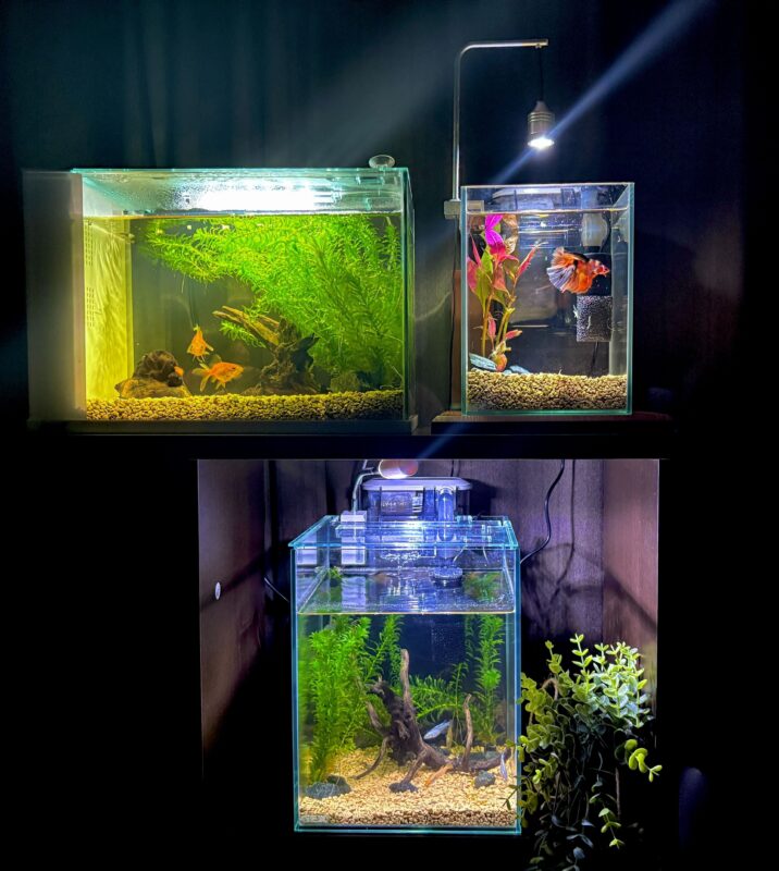 自宅でアクアリウム展を開きたい