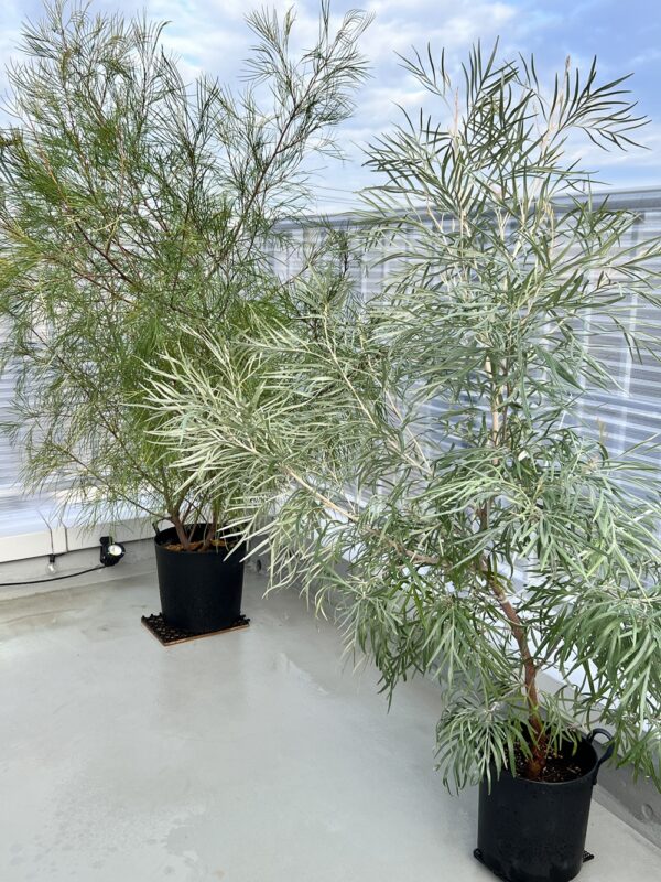 我が家にホームステイするオージー３兄弟 　〜グレビレア（Grevillea）〜