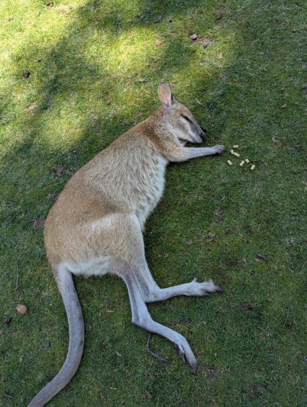 これはいったいなんでしょうか。