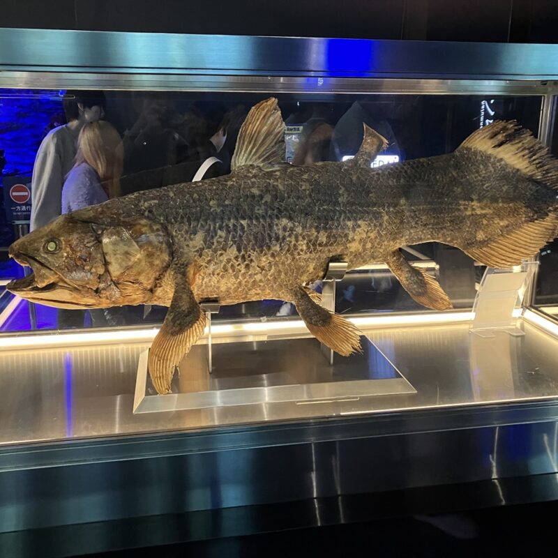 沼津港深海水族館に行ってきました！