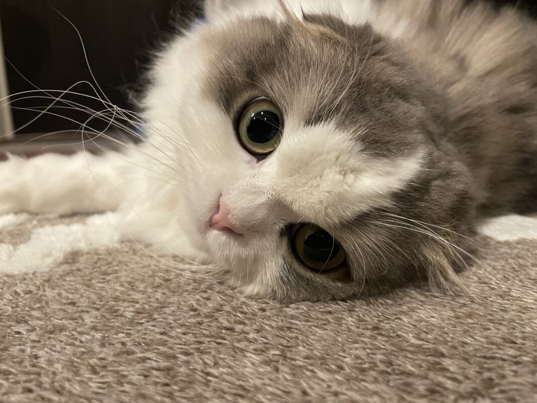 流行病と看護猫