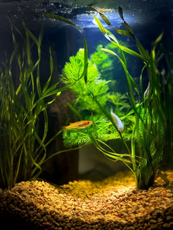 自宅でアクアリウム展を開きたい Part2