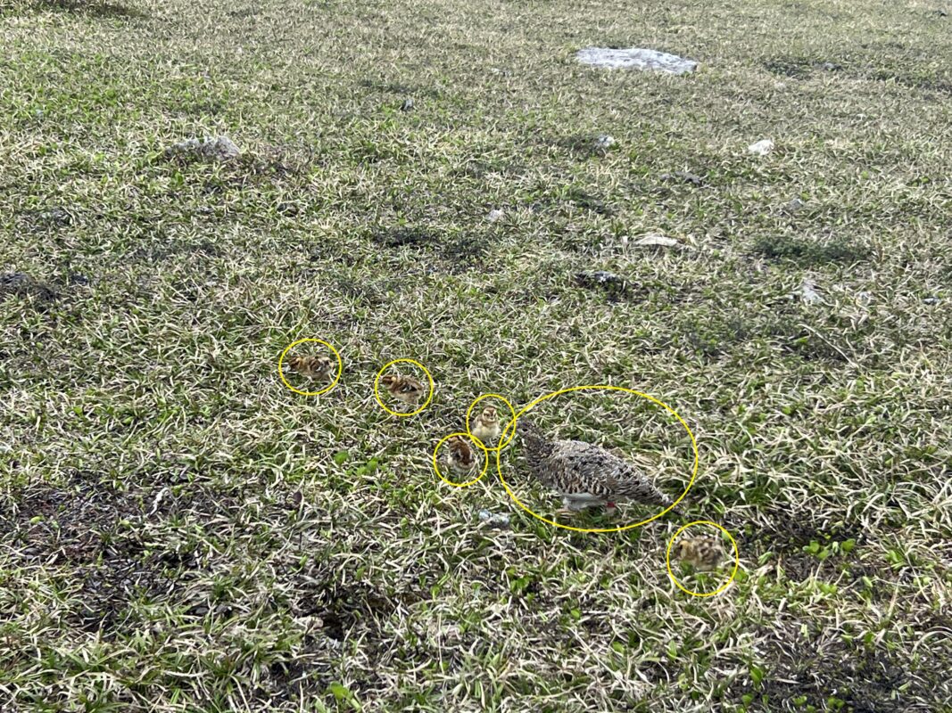 クイズ🐤ライチョウを探せ！答え合わせ