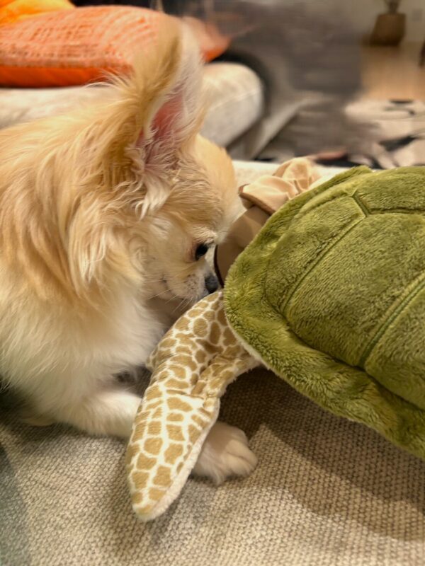 年末年始は実家でゆっくり