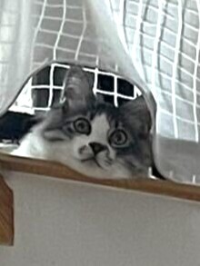 うちに小さな訪問者がやってきた