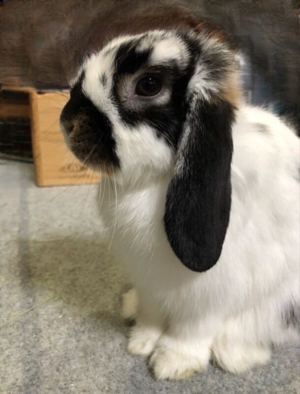 我が家のペットを紹介します！