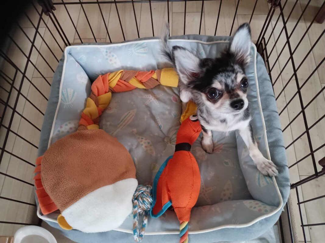 冬の犬散歩｜休日の「昼散歩」が最高に幸せな理由