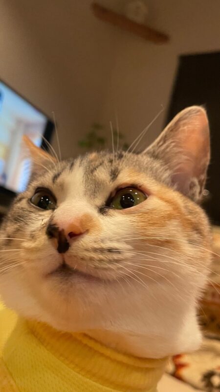 うちの子、その後