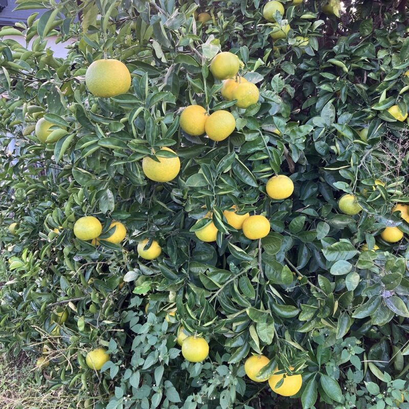 我が家の果樹園を紹介します！