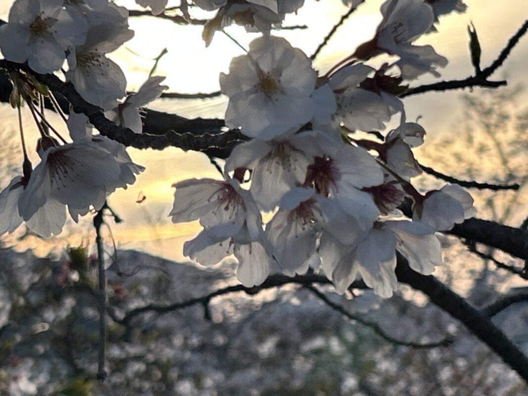 桜の季節