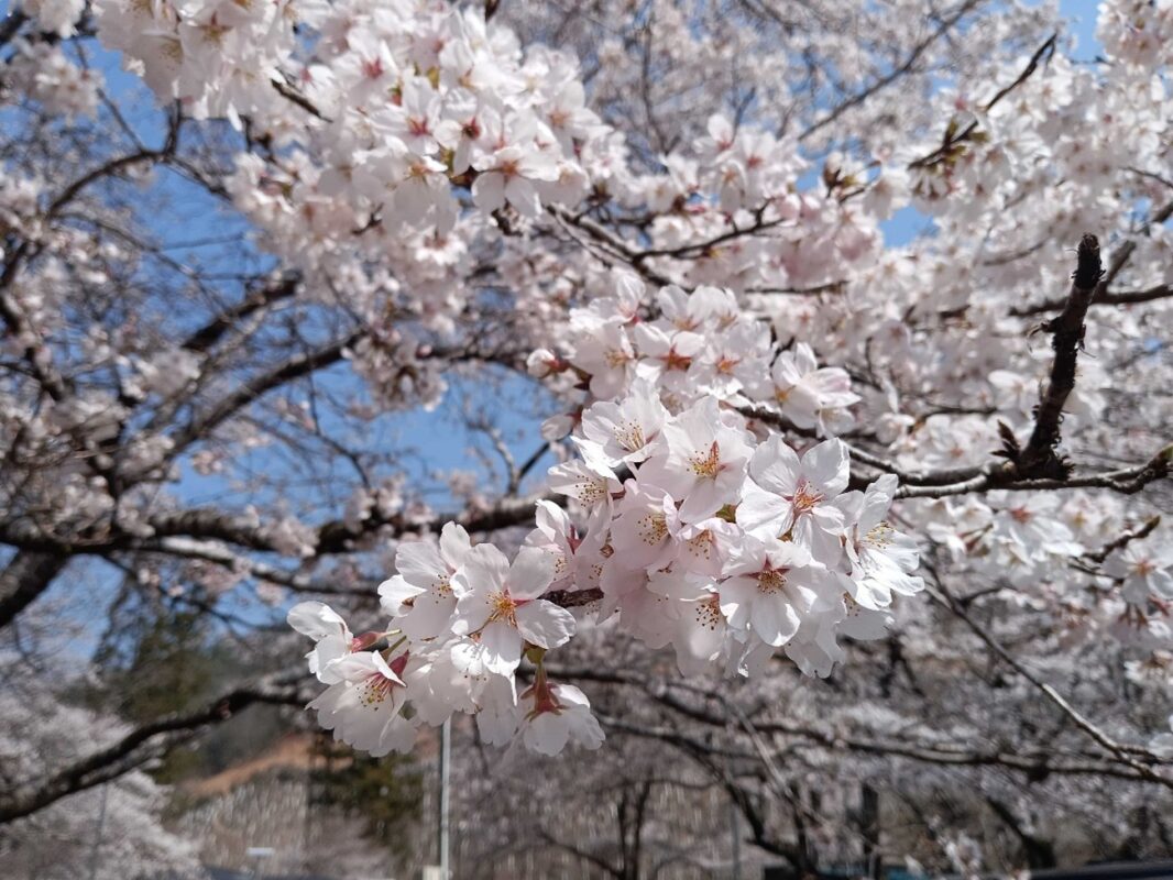 2キロの桜のトンネル。岐阜・寺尾ヶ原千本桜公園へ。