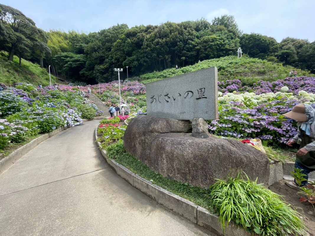 紫陽花（あじさい）を見に行きました。