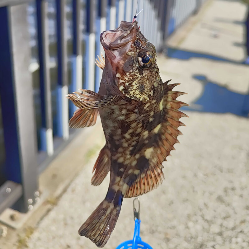 魚を釣りたい