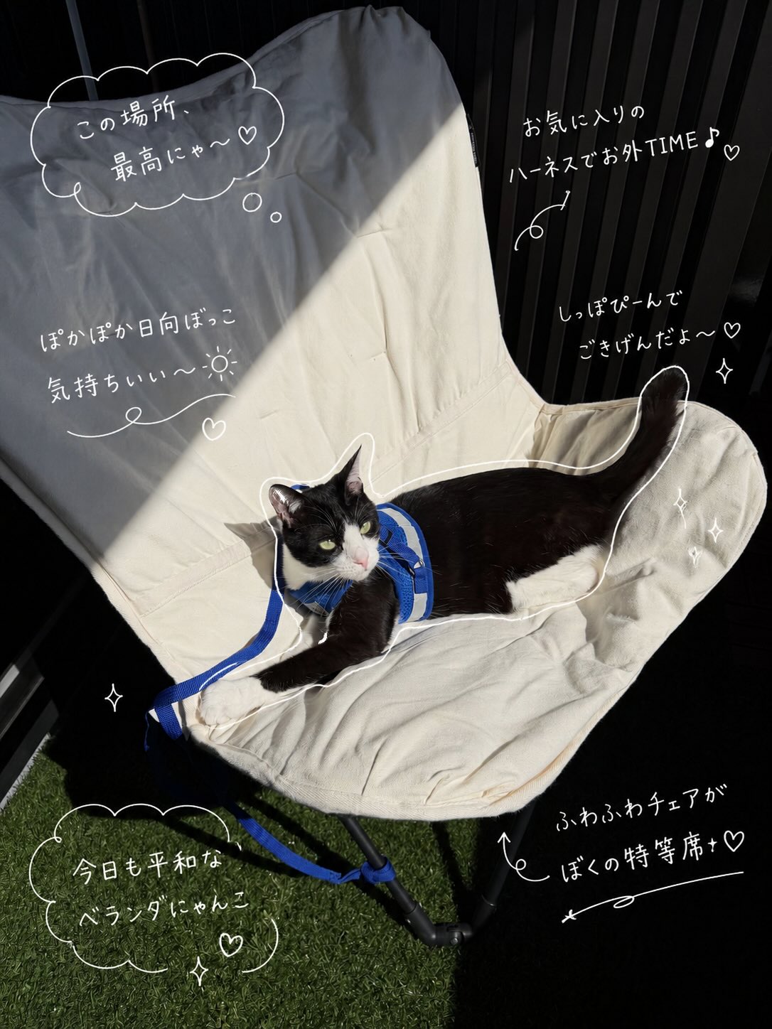 非公開: ベランダはにゃんずのお庭🐈🐈‍⬛