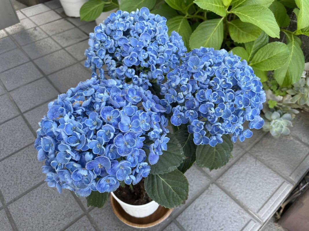 紫陽花