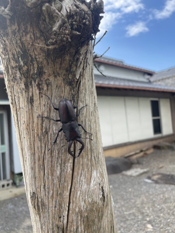 庭にノコギリクワガタ!