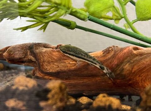Vol.2 わがこ「オトシンクルス」飼育きろく<br>餌付け編