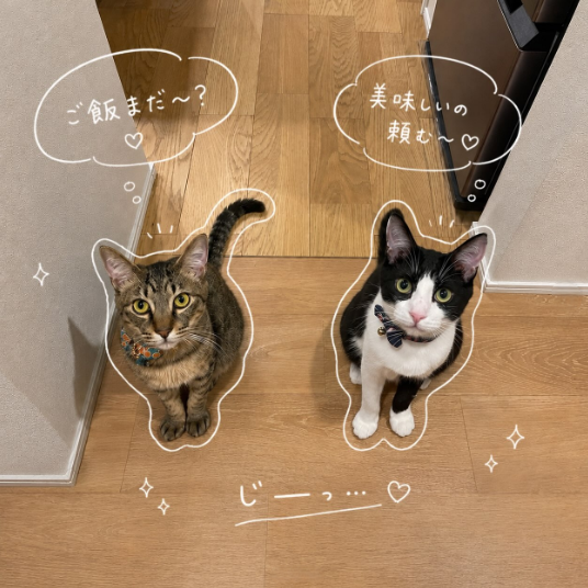 いつでも一緒🐾 おうち時間🐈🐈‍⬛